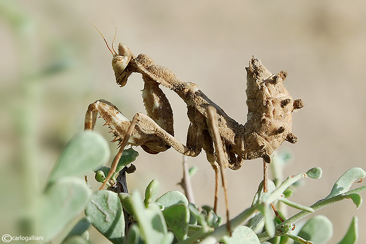 Mantide dal sinai : Blepharopsis mendica